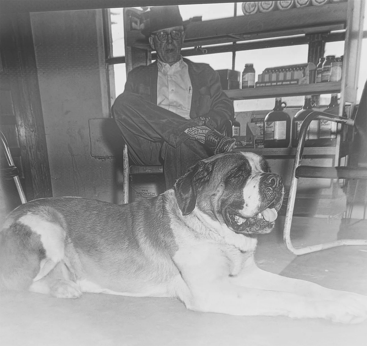 A man sitting with his legs crossed on a stool behind a large Saint Bernard dog lying on the floor, inside a room with shelves and bottles visible in the background.