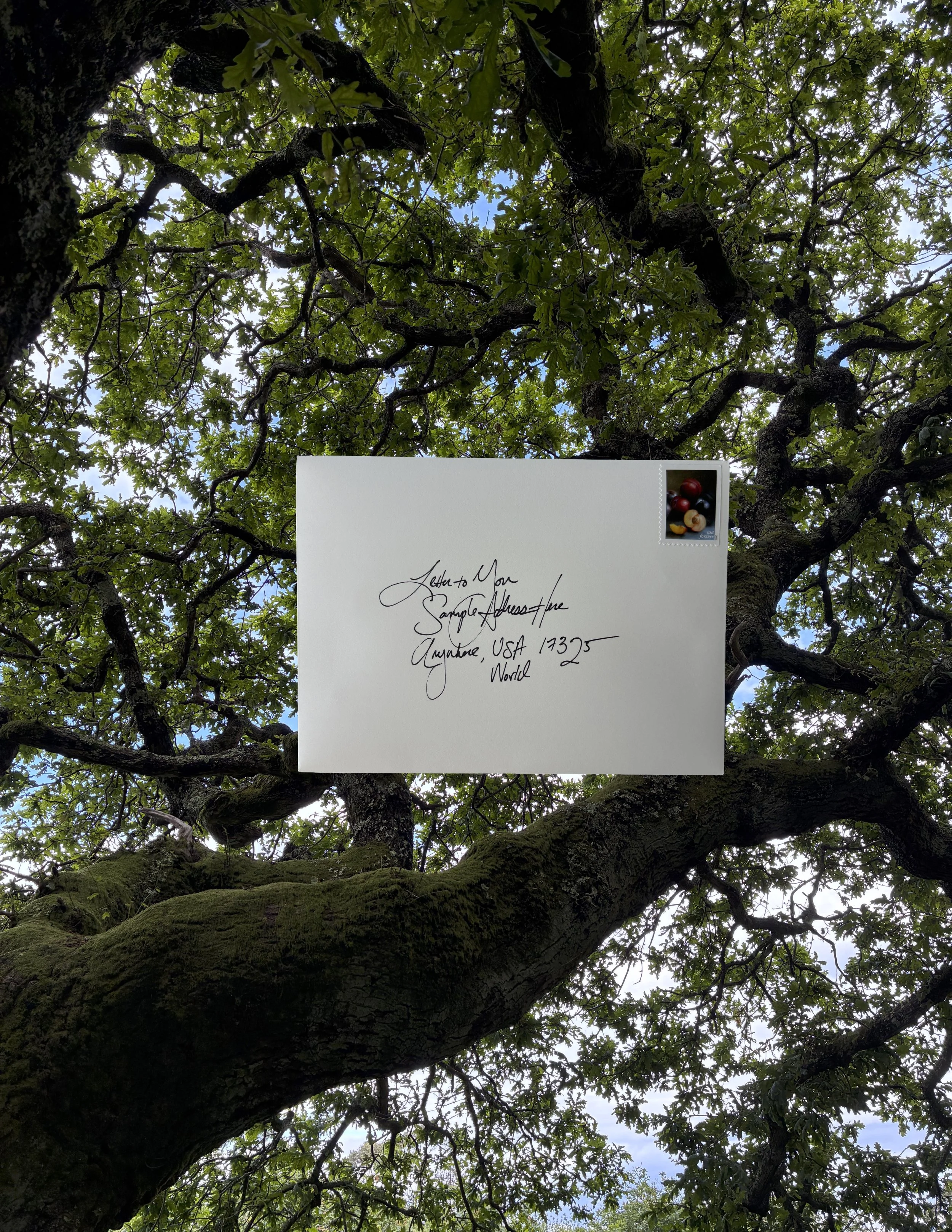 tree letter.jpg