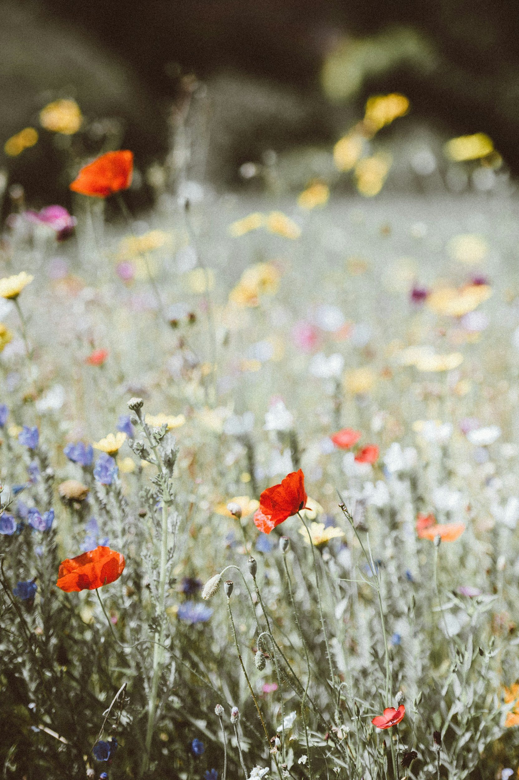 A field of wildflowers, including red poppies and smaller yellow, purple, and white flowers, with a blurred background and soft lighting.