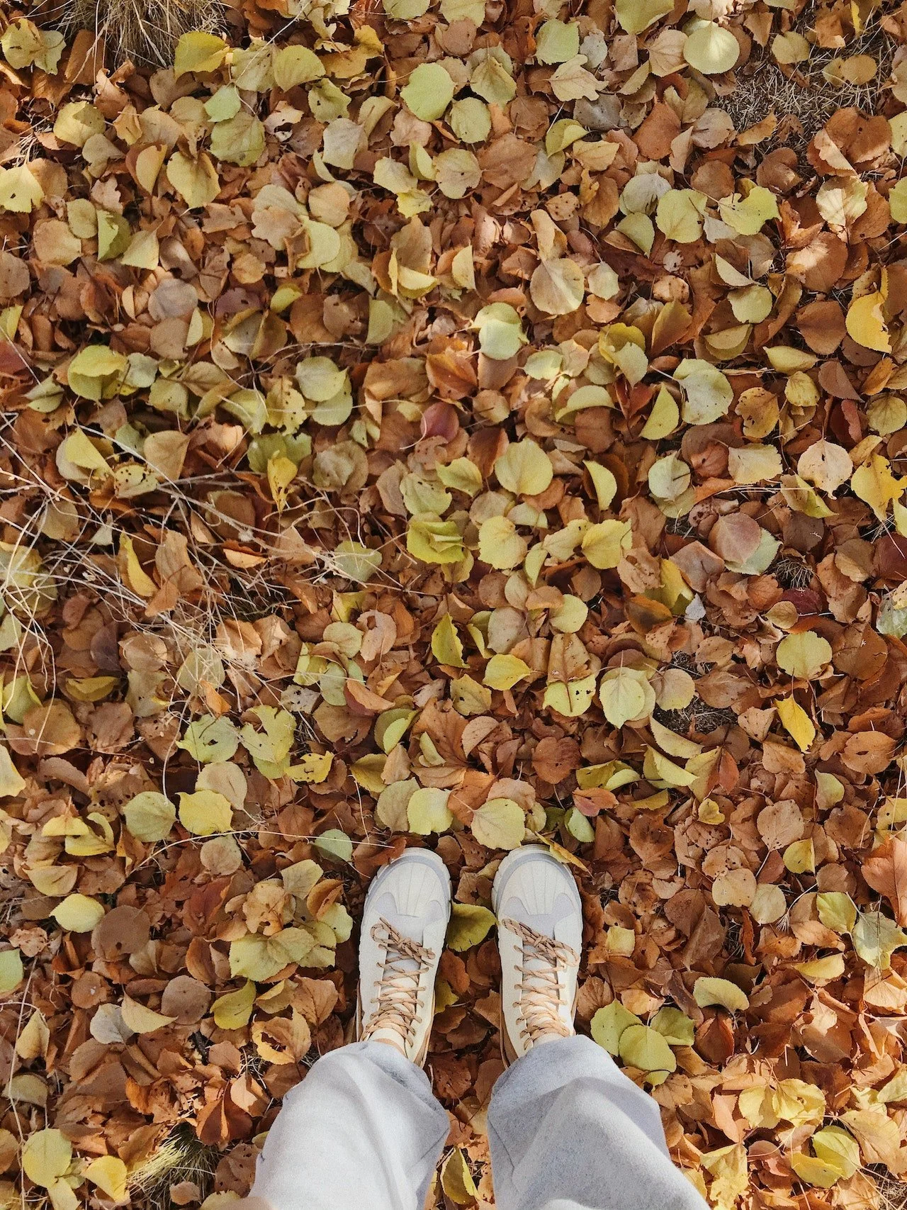 Tips to Maintain HVAC Through Fall and Winter