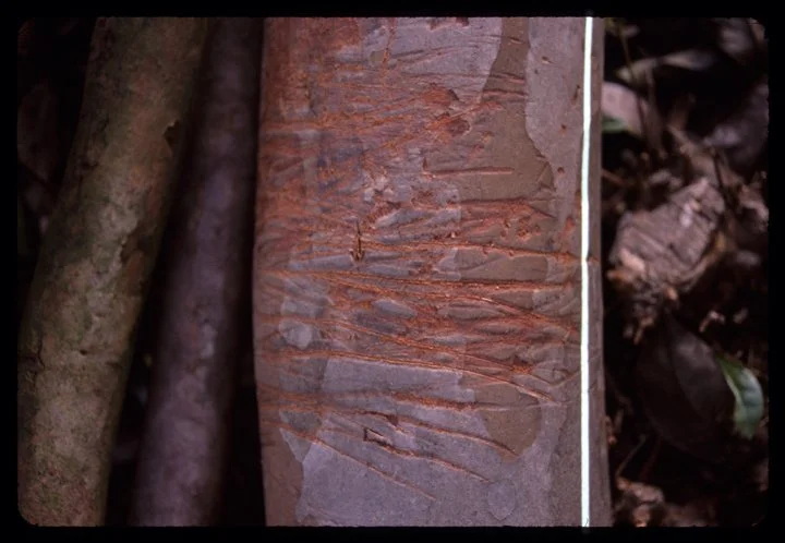 Inscriptions1.jpg