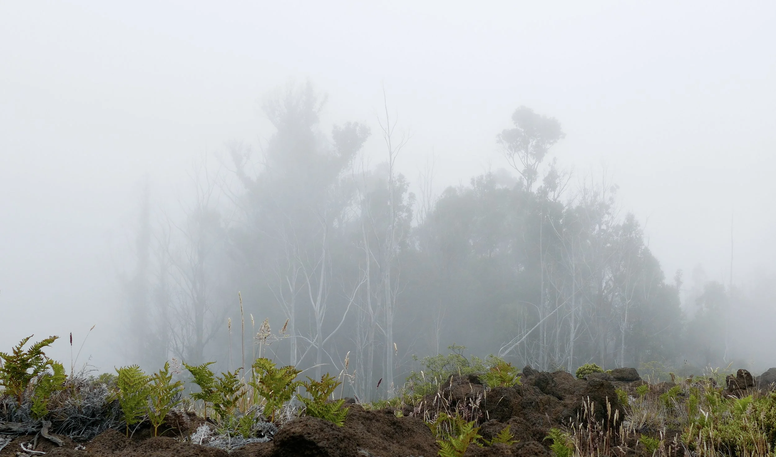The Transect still 2.jpg