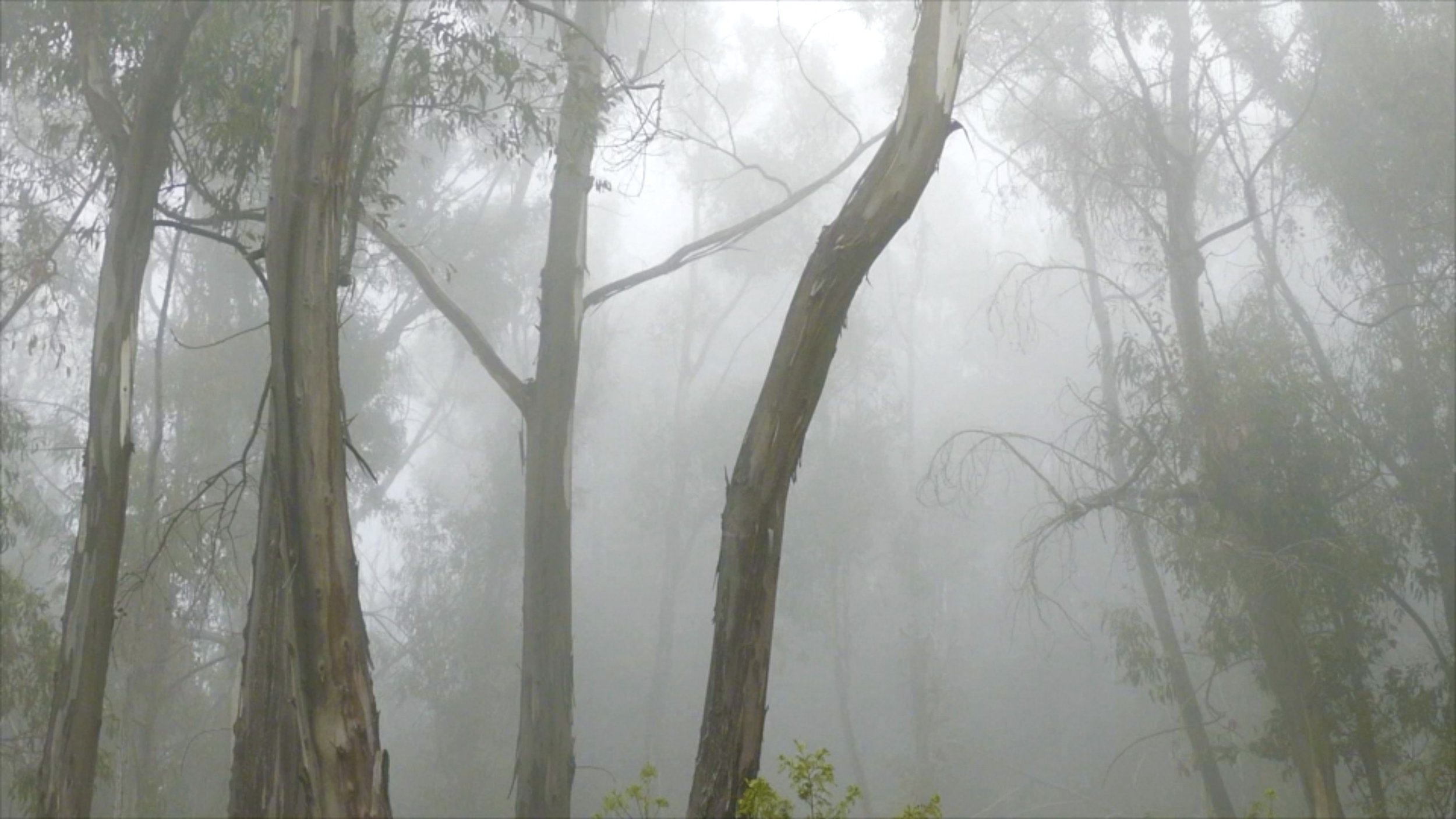 The Transect still 01 corrrected.jpg