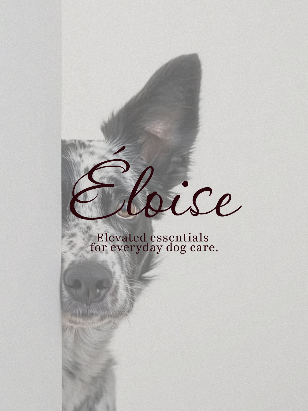 Visuel graphique sur fond gris clair. Le côté gauche montre le museau et l'œil d'un chien de race Border Collie (merle), l'oreille levée, qui semble regarder depuis le bord de l'image. Un texte manuscrit et fluide de couleur bordeaux foncé est superp