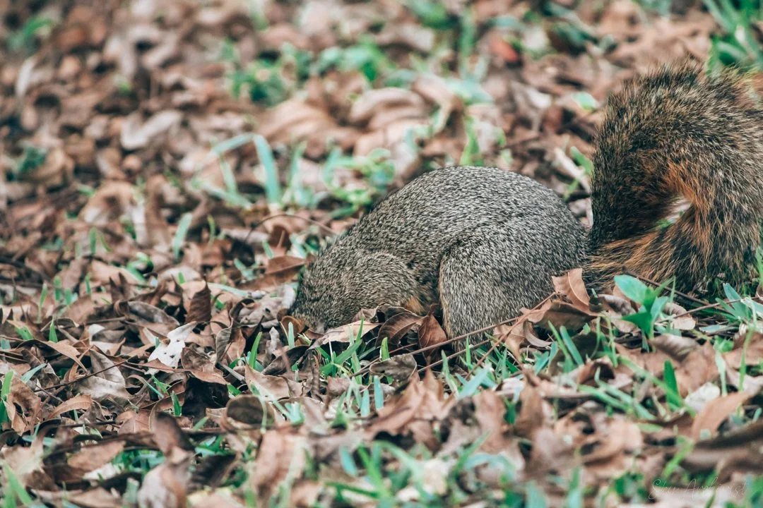 Buried_Squirrel-2.jpg