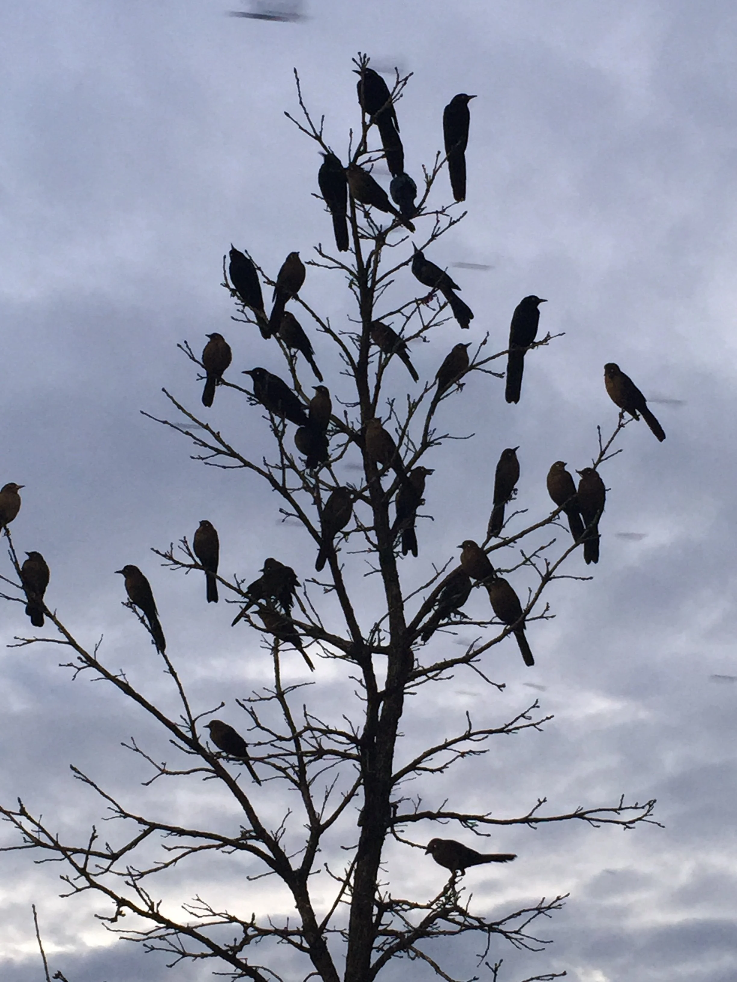Blackbirds.JPG