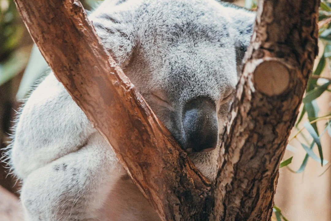 Koala_Sleeps-2.jpg