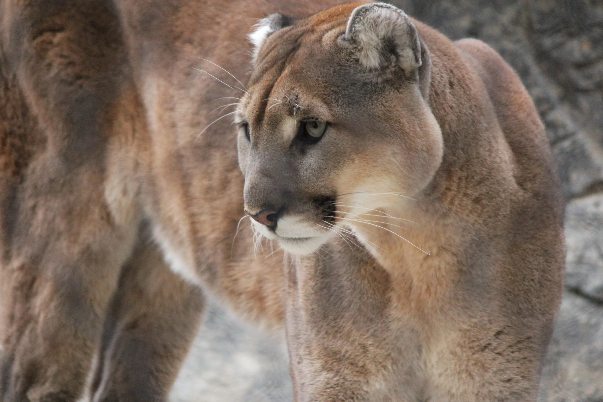Cougar_3.jpg