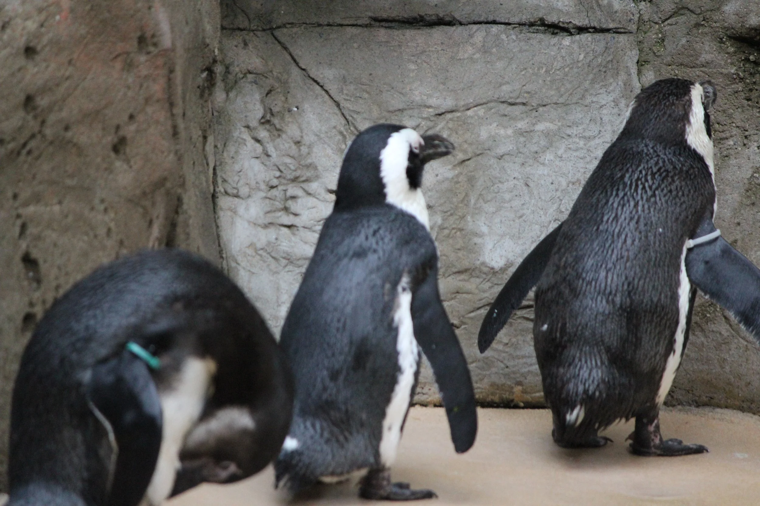 Penguin_Line_Up.jpg