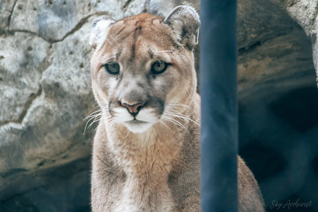 Cougar_1-2.jpg