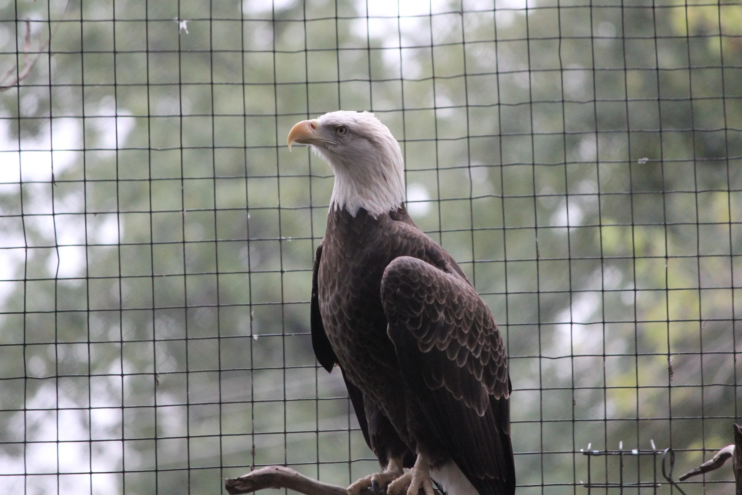 Eagle.jpg