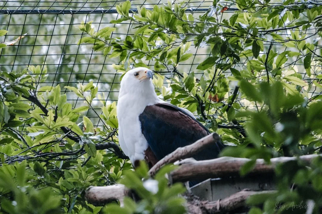 Eagle_2-2.jpg