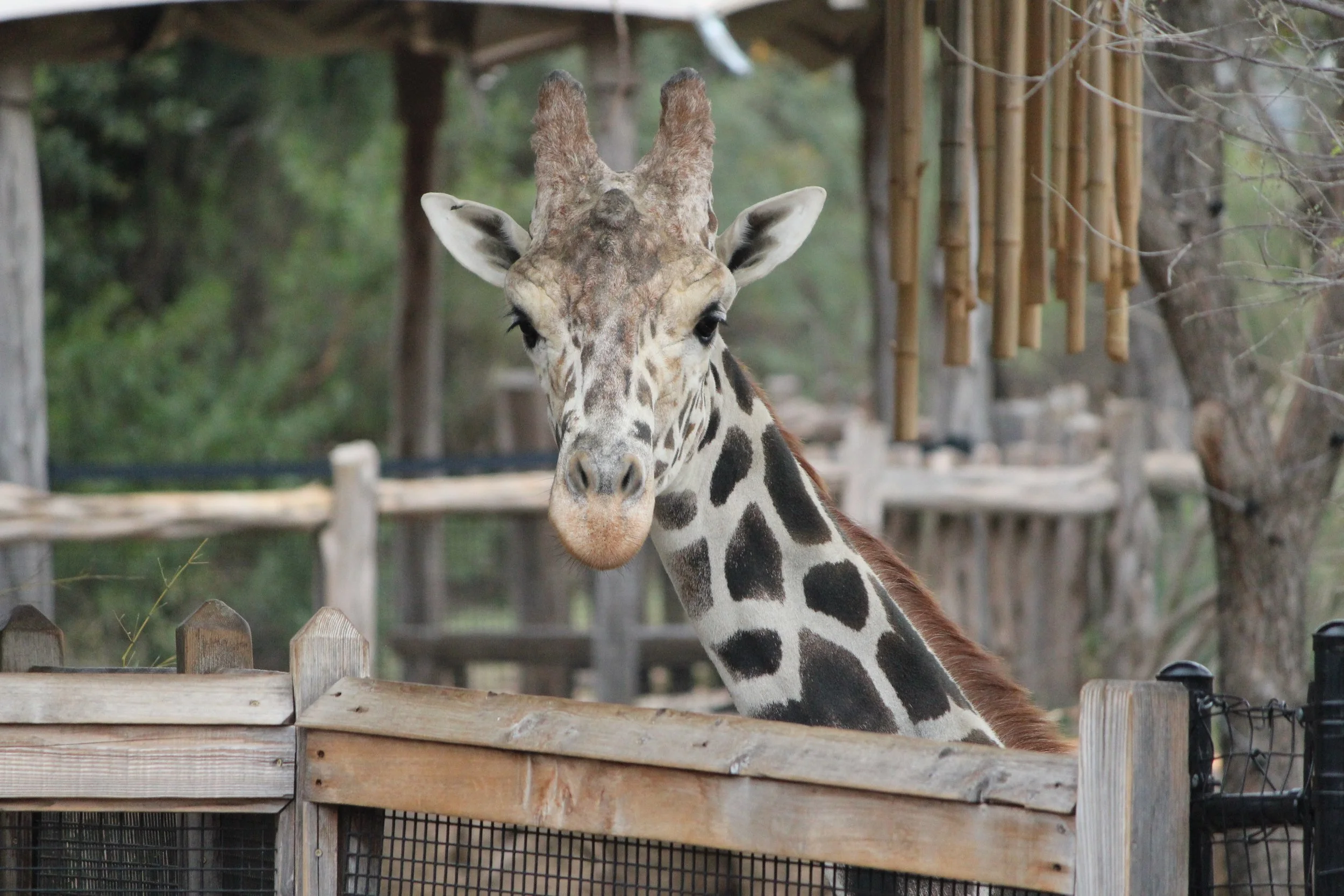 Giraffe.jpg
