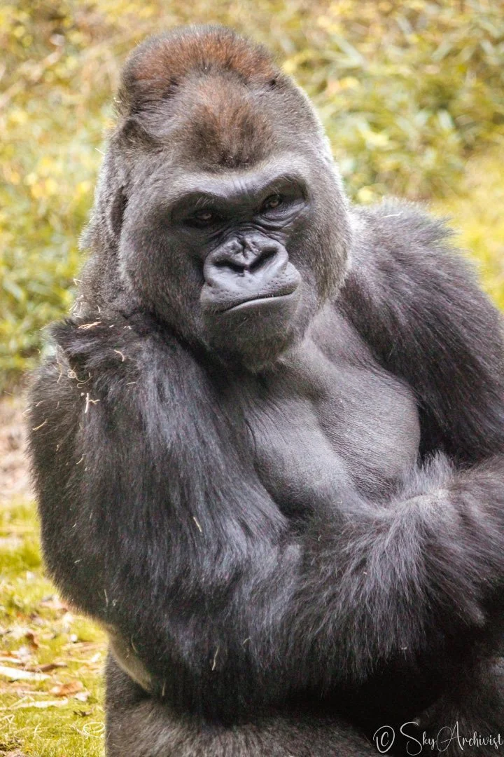 Wildlife Archive