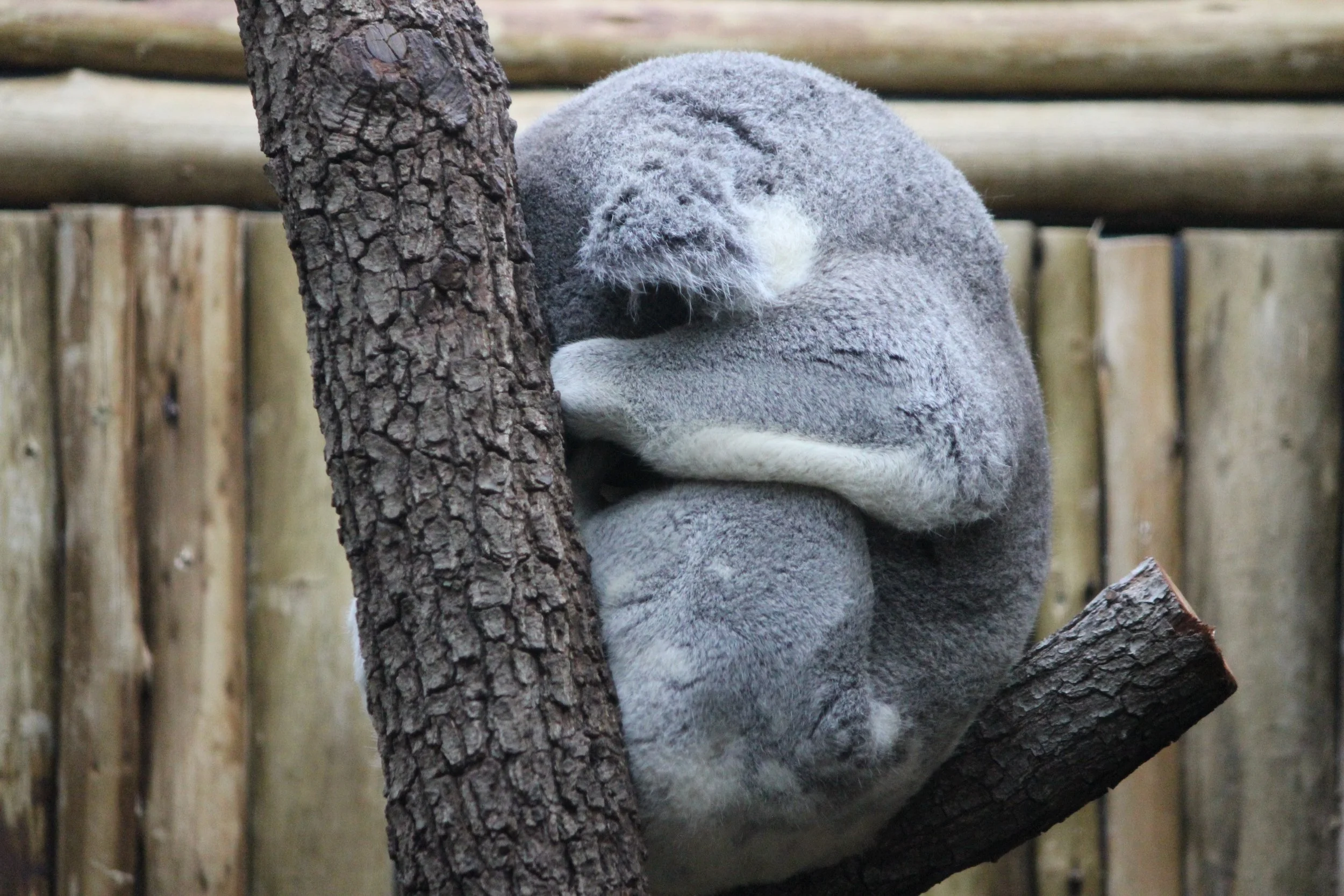 Sleeping_Koala.jpg