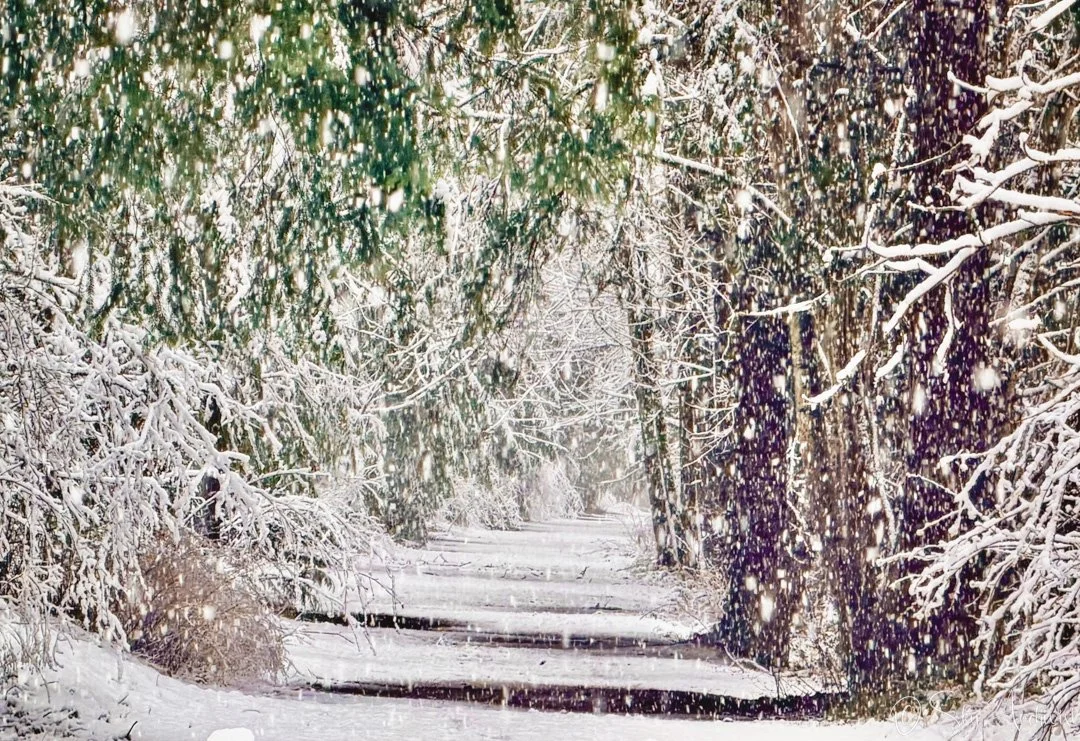 Snowy_Path.jpg