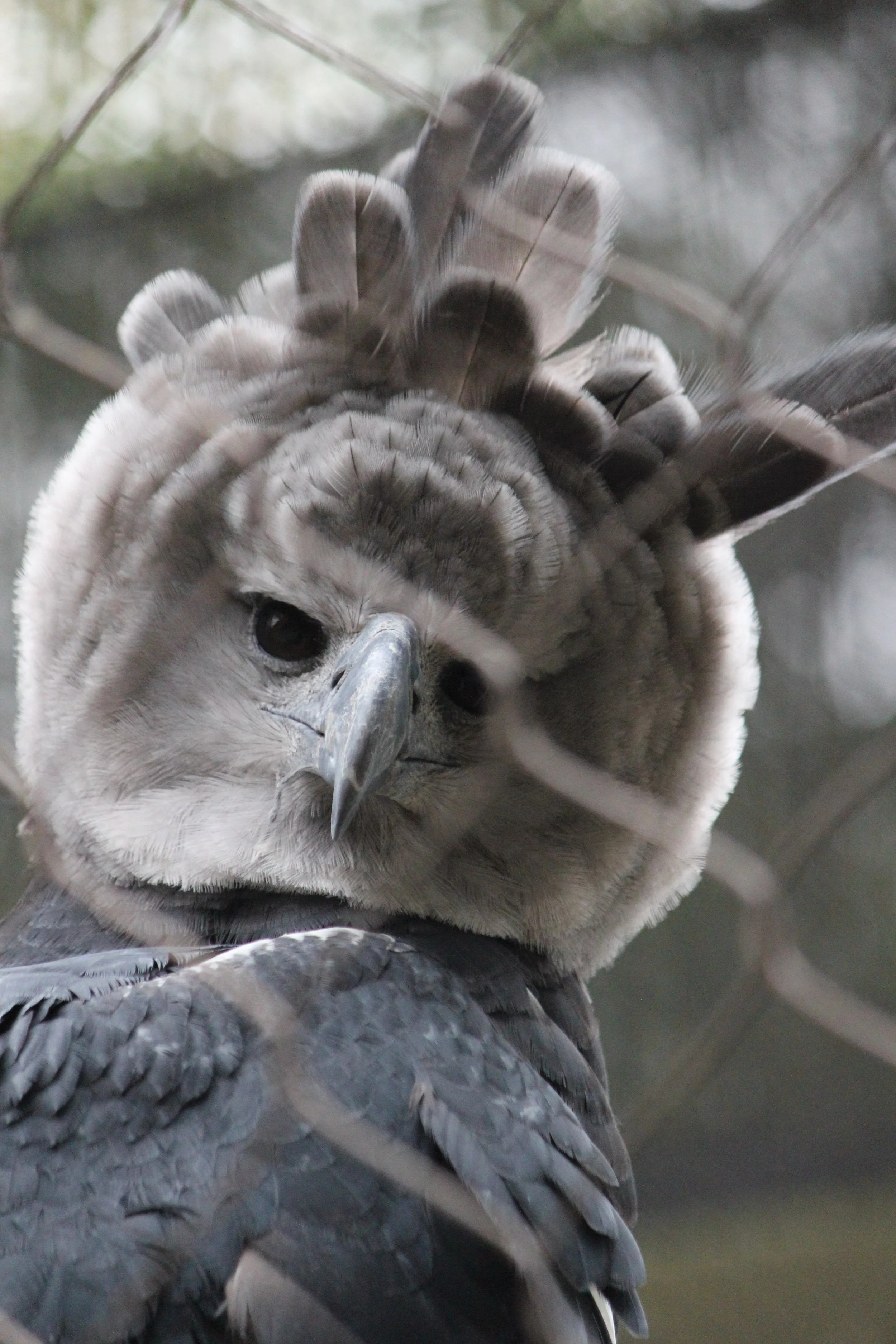 Harpy_2.jpg