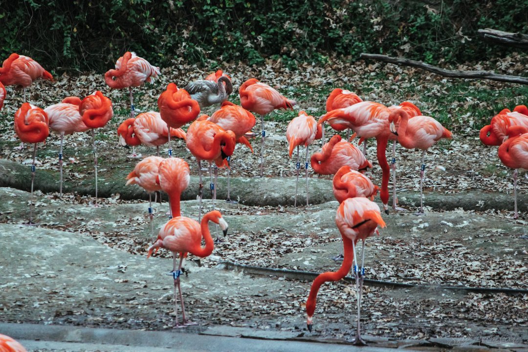 Flamingos-2.jpg