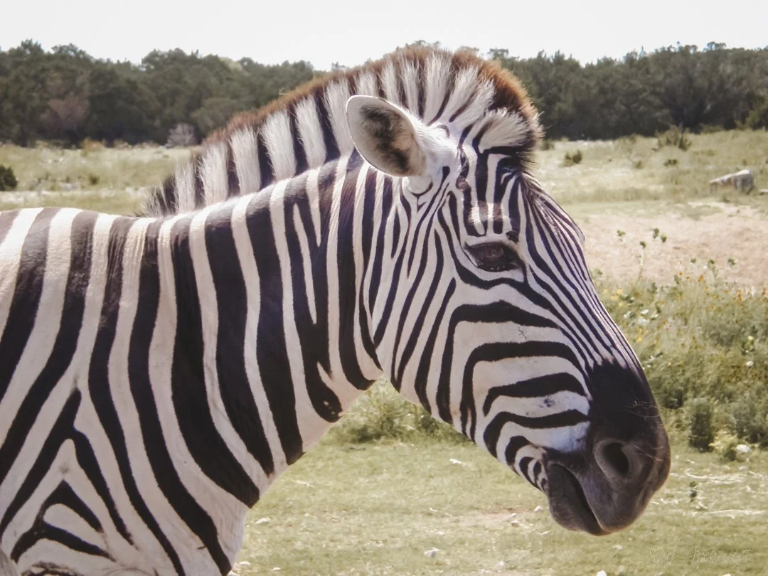 Zebra-2.jpg