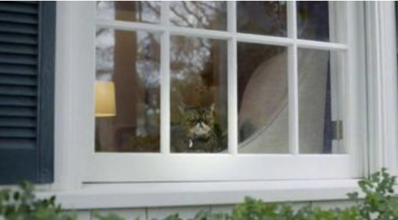 PETSMART TV SPOT, 'NATURAL BALANCE'