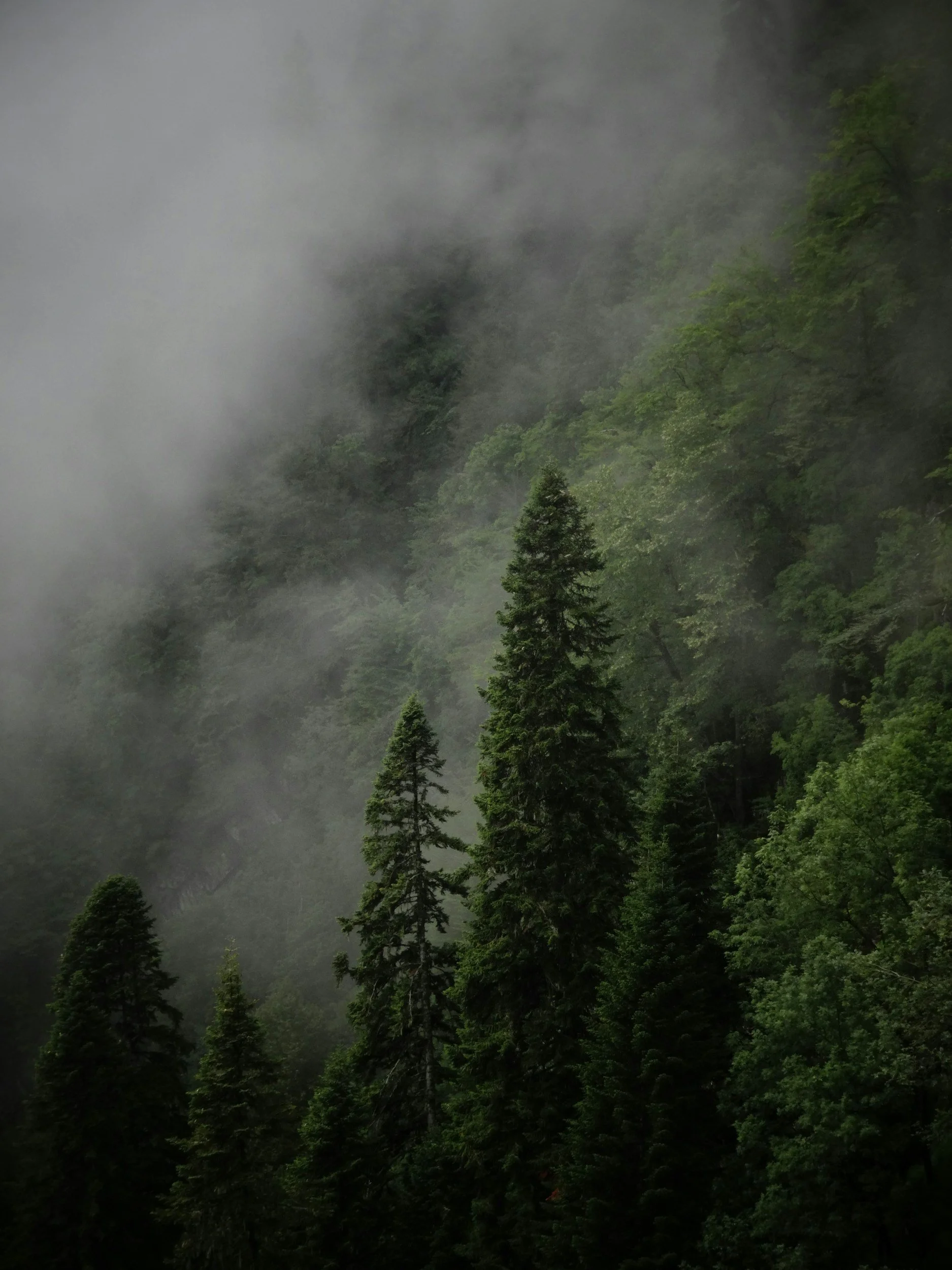 Dense green forest with tall pine trees surrounded by fog or mist in a mountainous area.