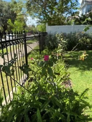 Red rose in the Cradle garden, fenced with a black metal fence, sunny day with trees and a house in the background.