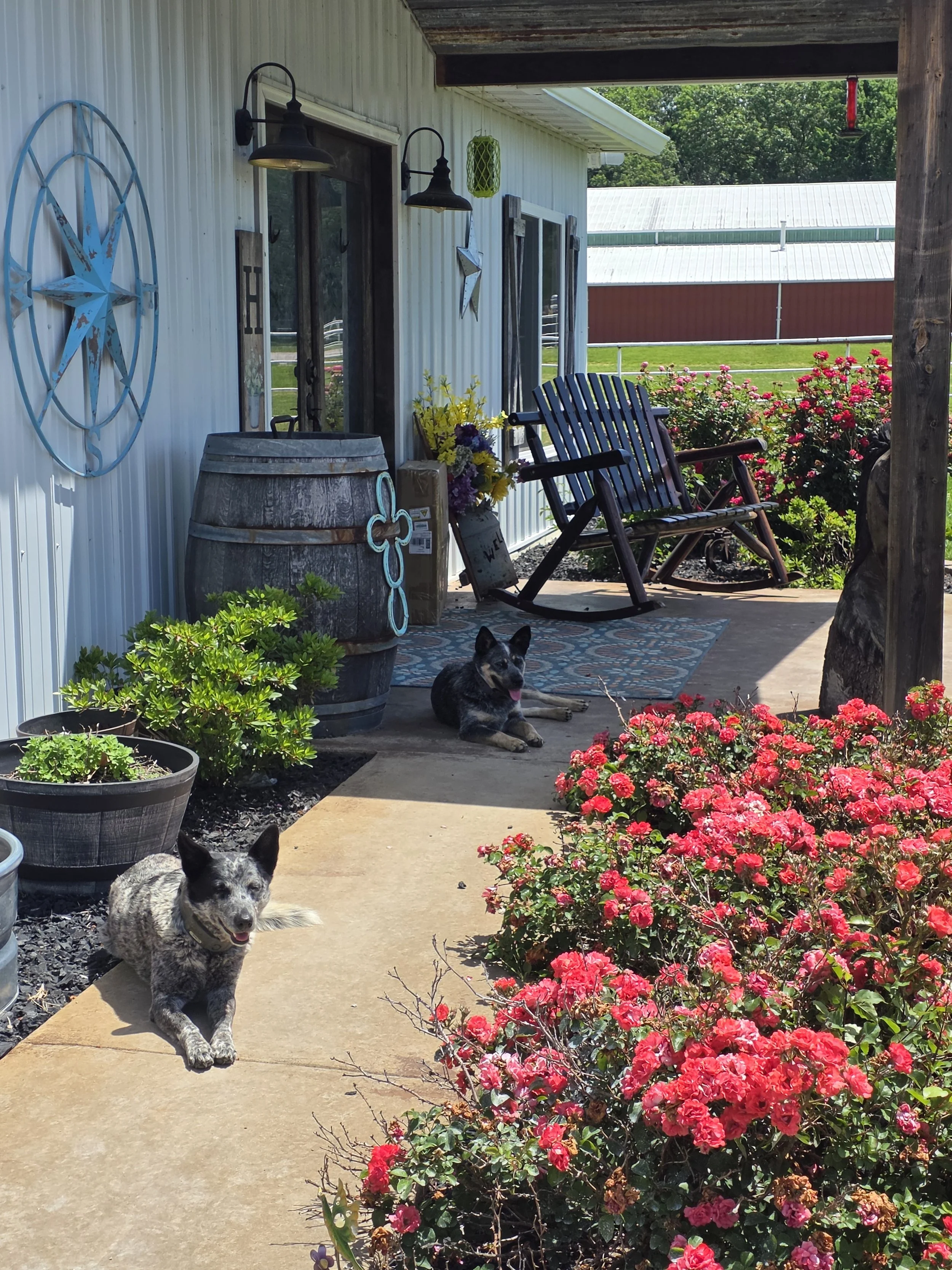 Two dogs resting on a sidewalk in front of a porch decorated with flower pots, a barrel, and rocking chairs. The porch has bright pink flowers in foreground and a white building with a red barn in the background.