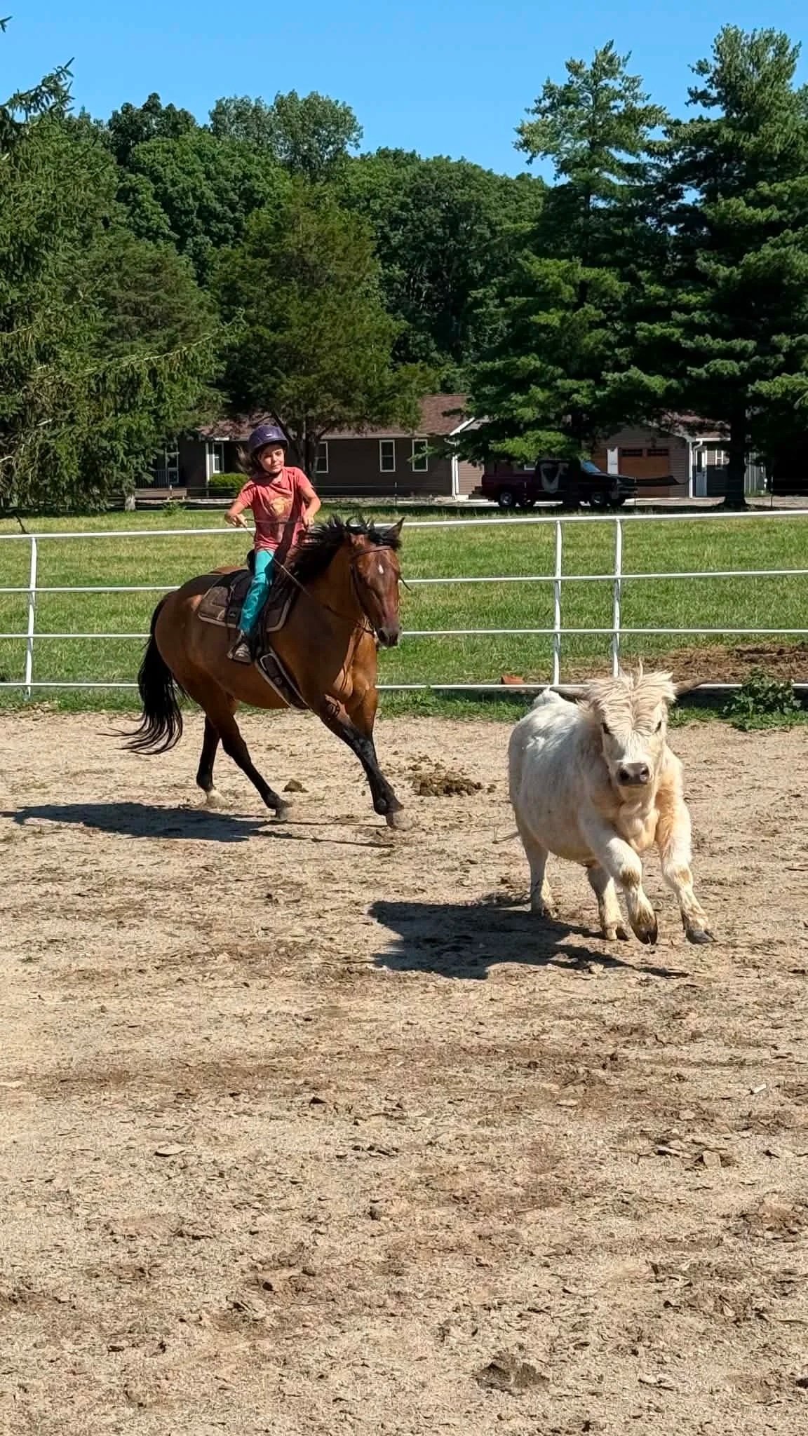 A young girl riding a horse in a fenced outdoor riding arena, with a small white cow running nearby, trees, and houses in the background on a sunny day.