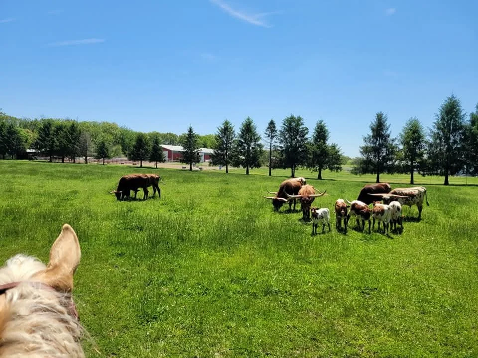 A farm with a group of cows and calves grazing on green grass under a clear blue sky, with trees and barns in the background, and a dog’s head visible in the foreground.