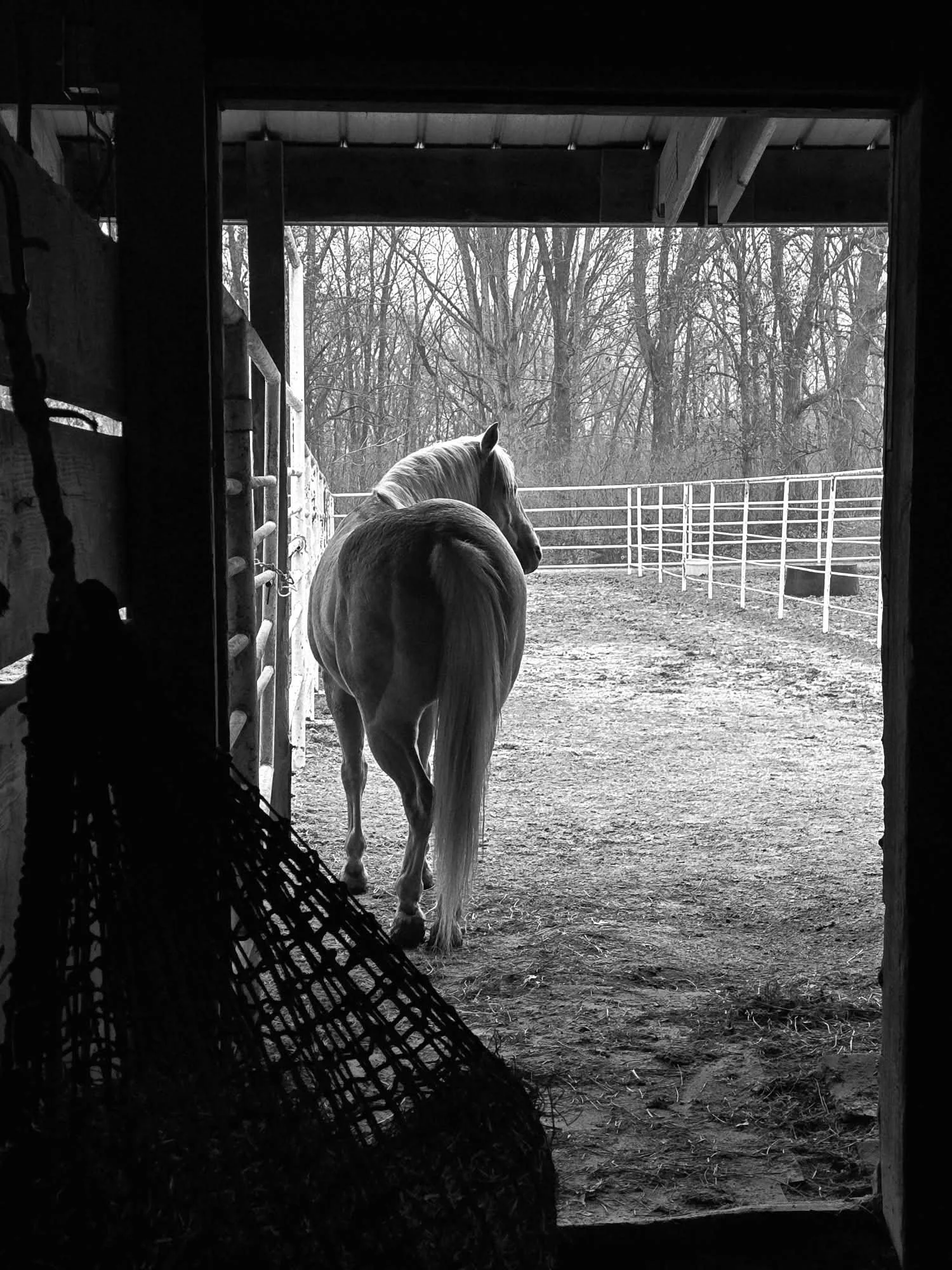 Black and white photo of a horse standing outside a barn, with trees in the background. The photo is taken from inside the barn, looking out through an open doorway.