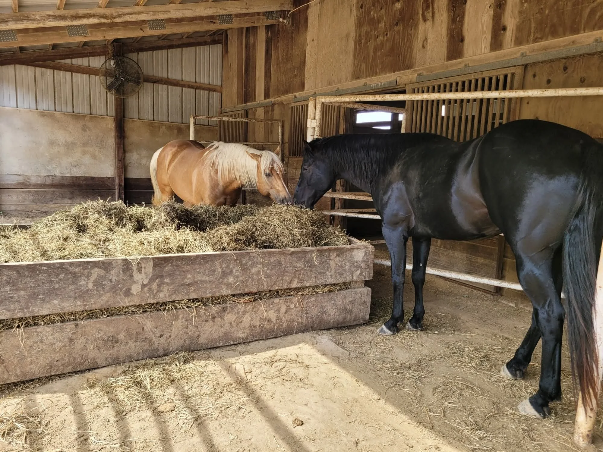 Inside a wooden horse stable with hay feeding trough, two horses, one light tan with a white mane and the other black, standing near the hay.