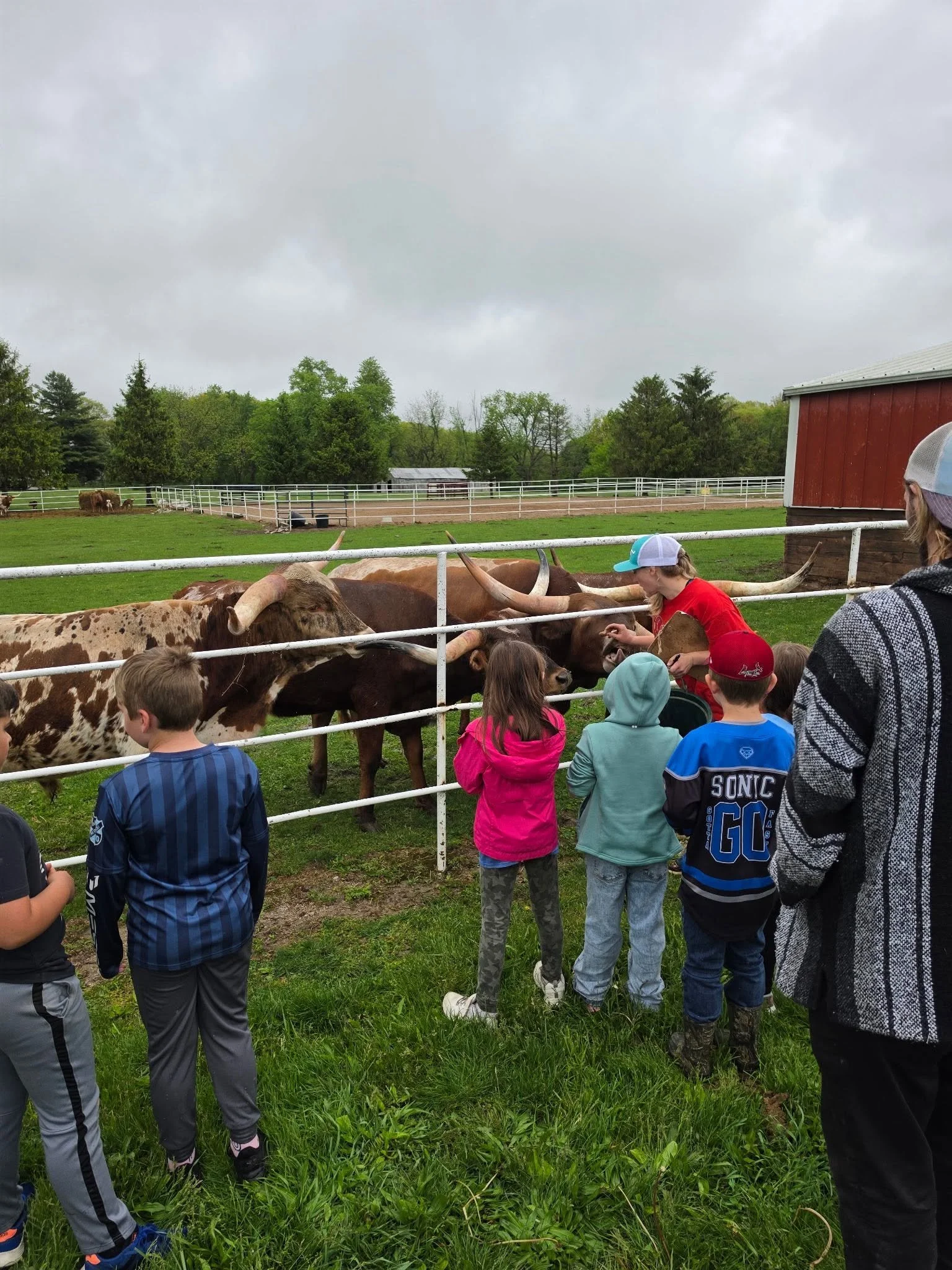 Children and adults observing cattle behind a white fence on green grass on a cloudy day, on a farm with trees and a red barn.