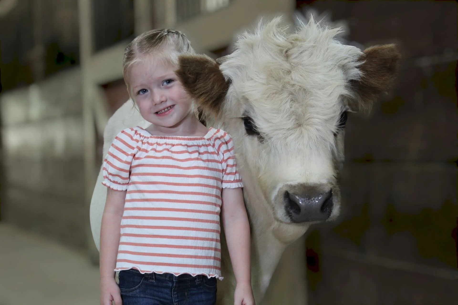 A young girl with blonde hair in a ponytail, wearing a red and white striped shirt and blue jeans, standing next to a large white cow with brown ears inside a barn.