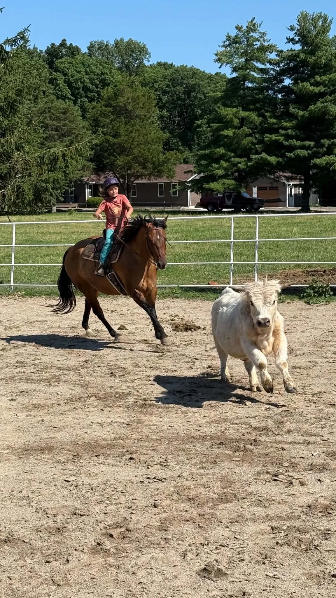 A girl riding a brown horse in a fenced outdoor area with a small white calf running nearby, green trees, and houses in the background on a sunny day.