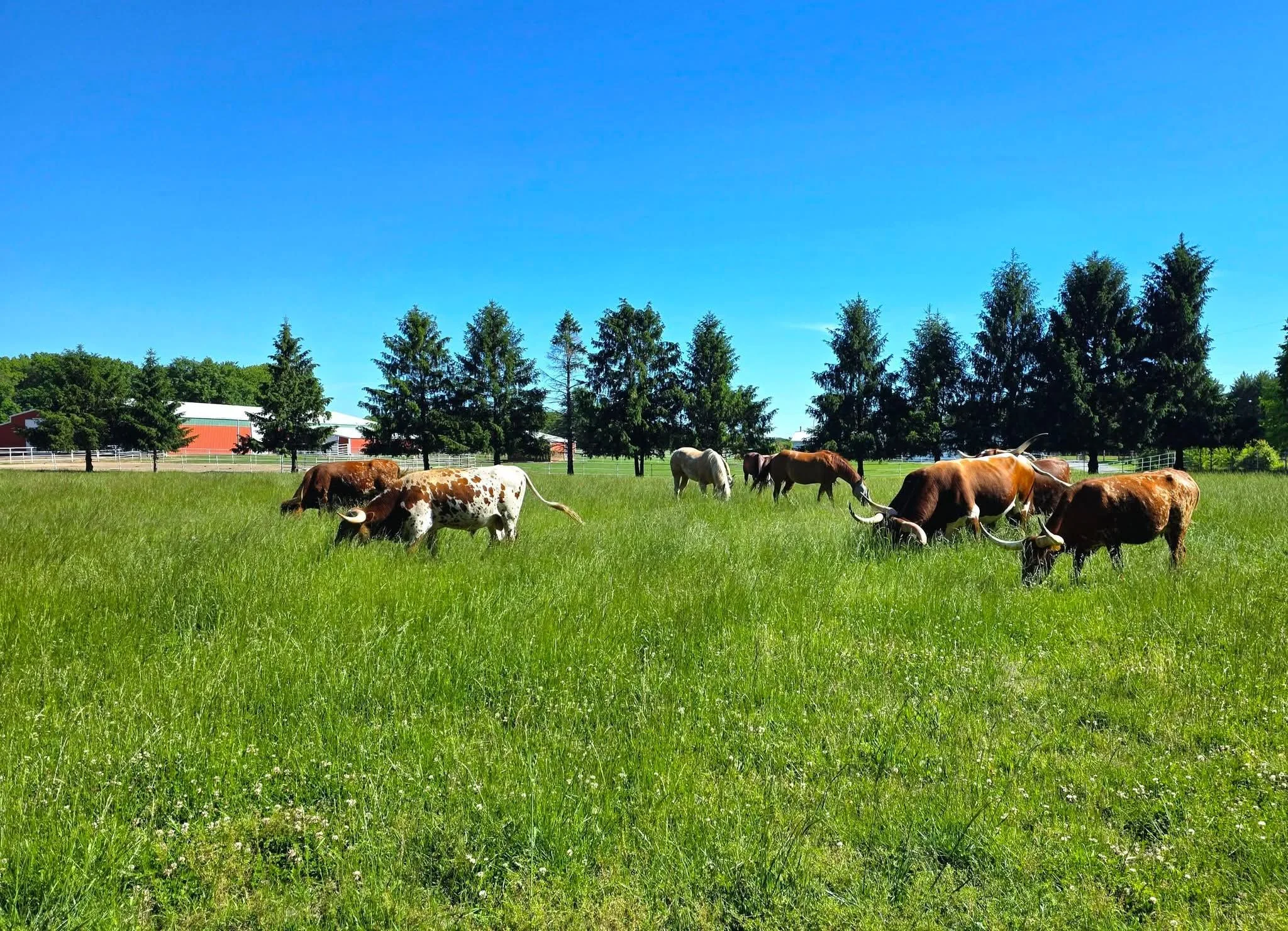 A herd of cows grazing on a lush green field under a clear blue sky, with trees and a red barn in the background.