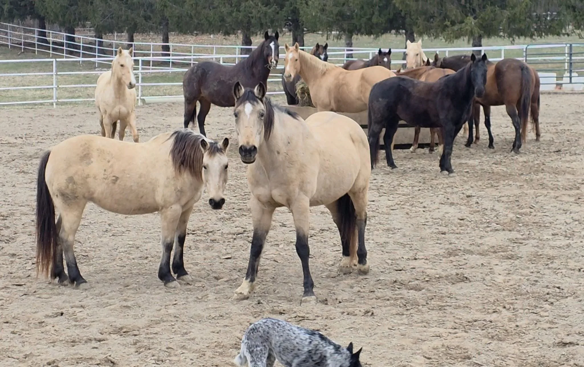A group of horses and a dog in an outdoor fenced area with trees in the background.