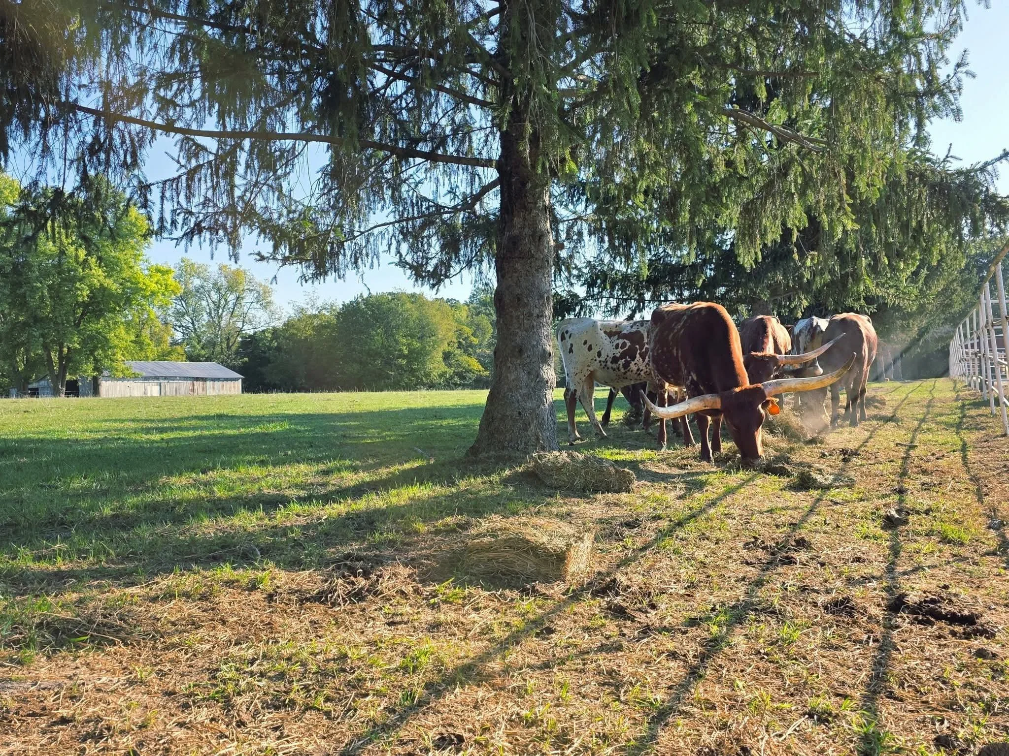 A farm scene with a large pine tree and cows grazing in a grassy area, with a barn and trees in the background under a clear blue sky.