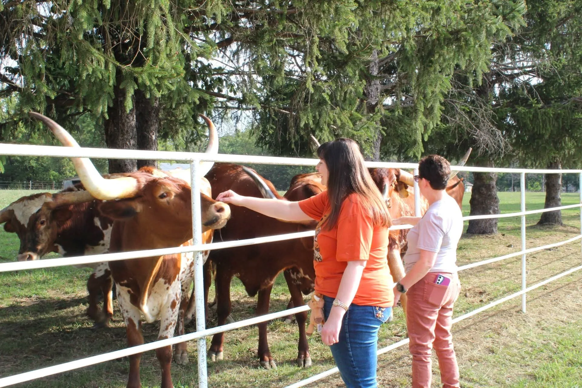 Two women petting cows behind a white fence in a park with green grass and trees.