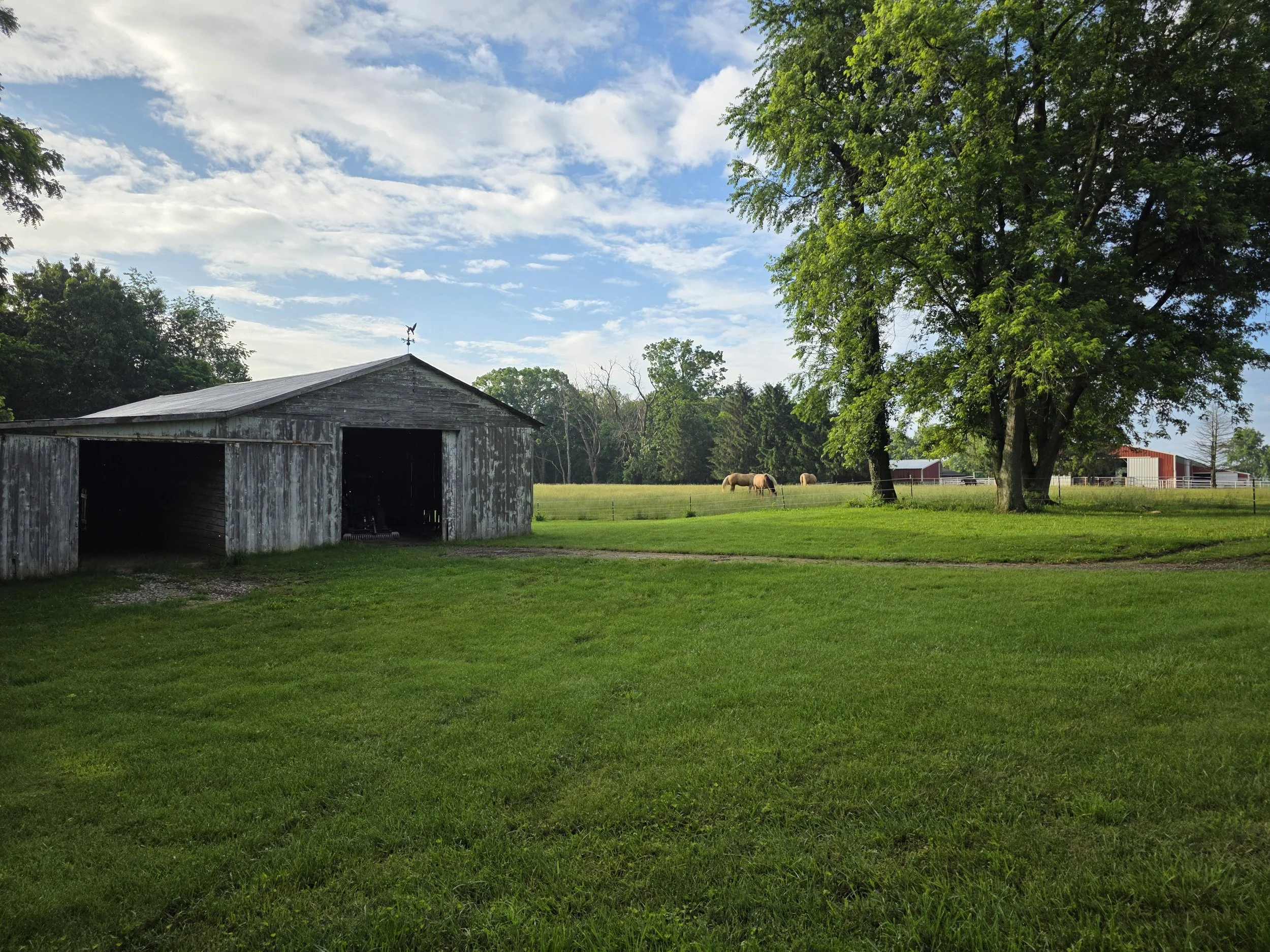 A large green tree with lush foliage, an old weathered barn with a weather vane on top, and a pasture with horses, all under partly cloudy sky.
