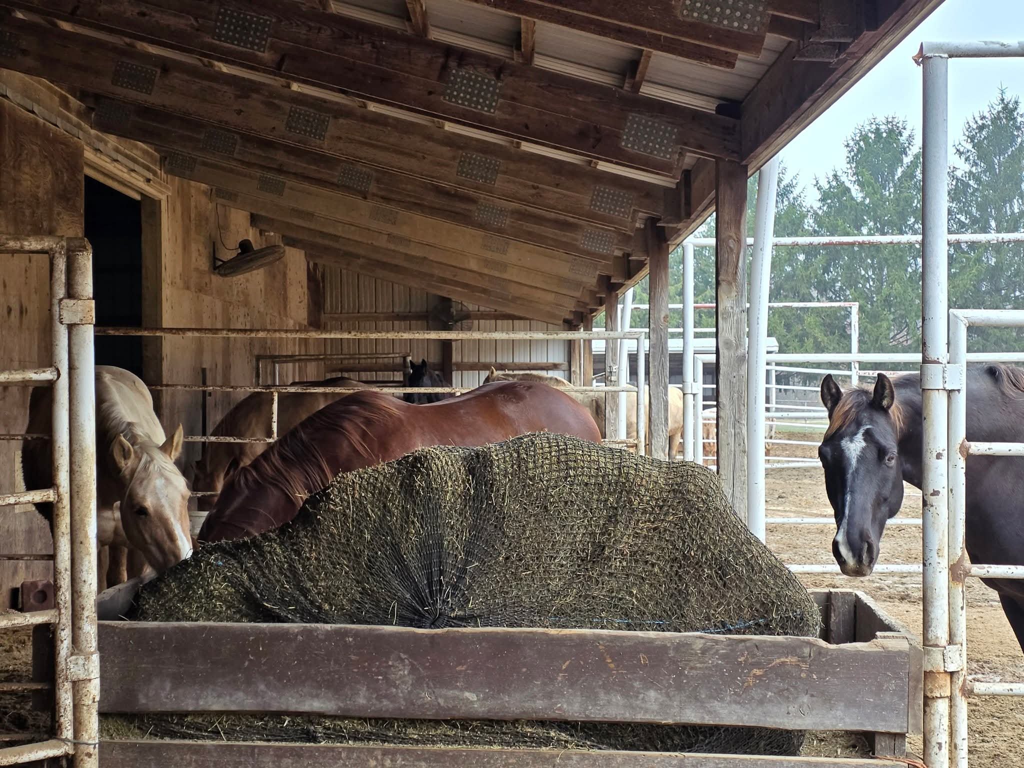 Several horses standing inside a wooden barn with a hay feeder in front of them. The barn has a sloped roof with wooden beams and metal brackets. Some trees are visible outside through the open side.
