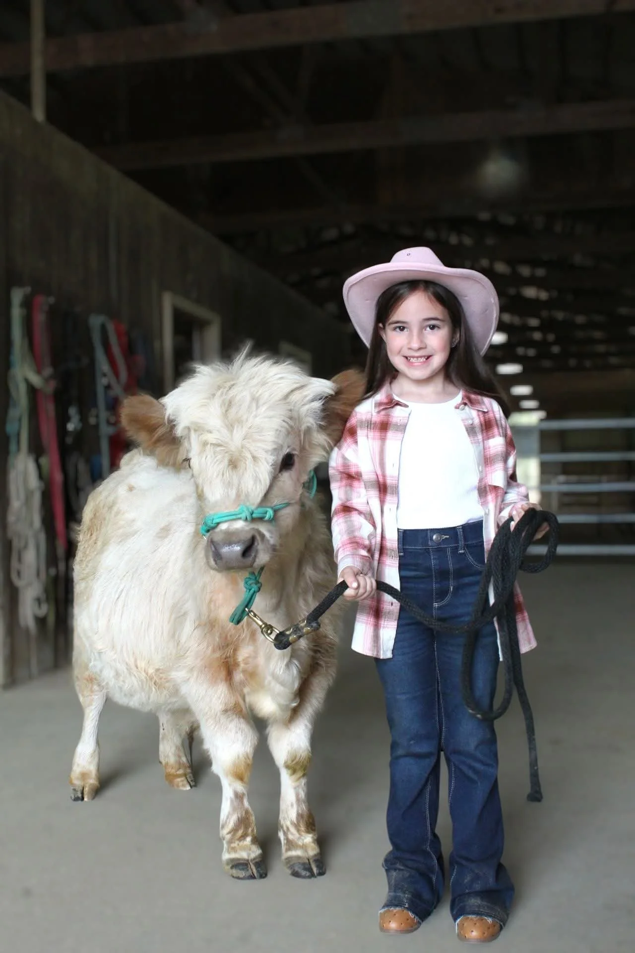 A young girl wearing a pink cowboy hat, plaid shirt, and jeans standing in a barn with a small white cow, holding its leash.