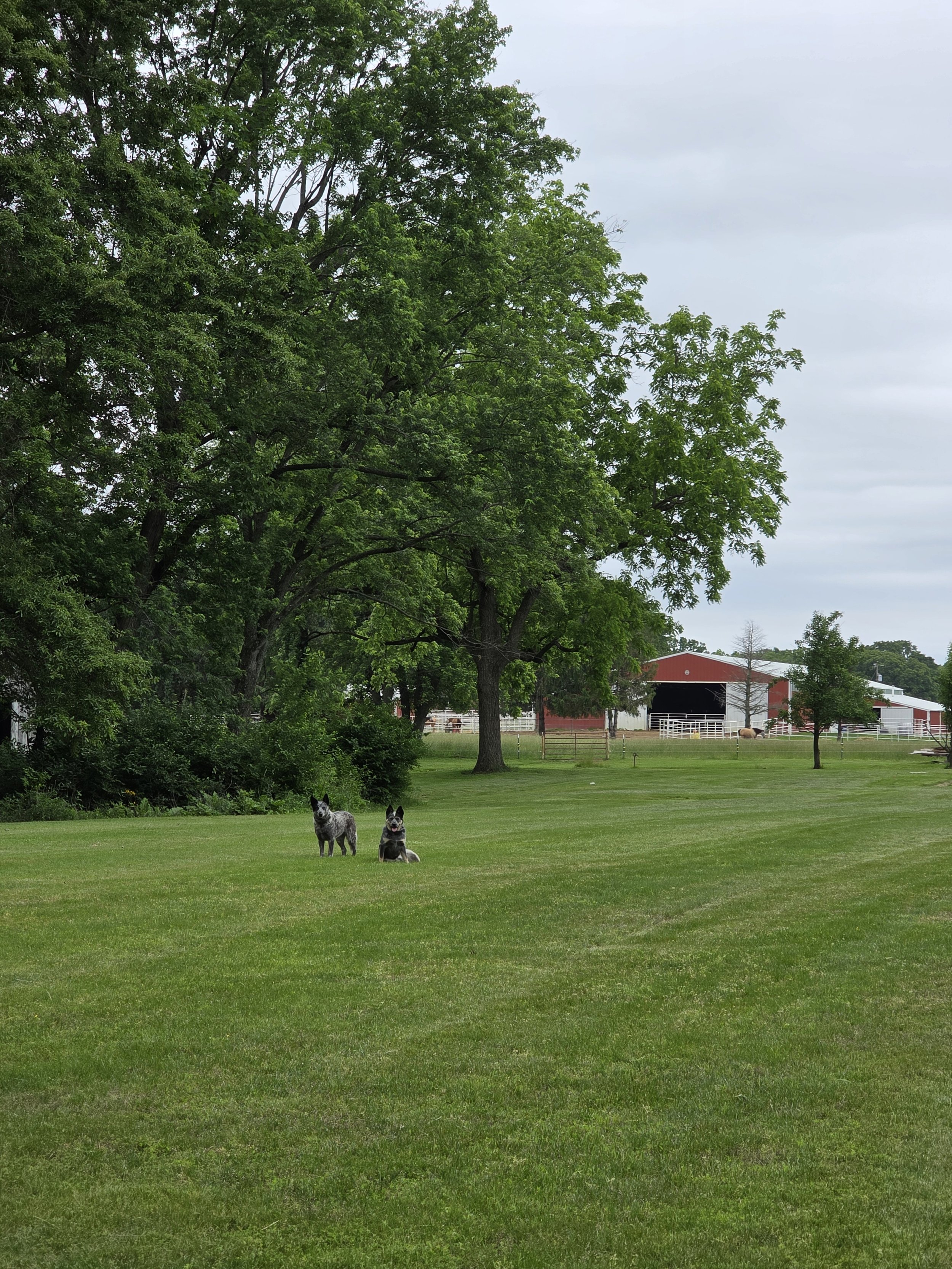 A green field with two dogs sitting and standing near a large tree, a red barn in the background, and a cloudy sky overhead.