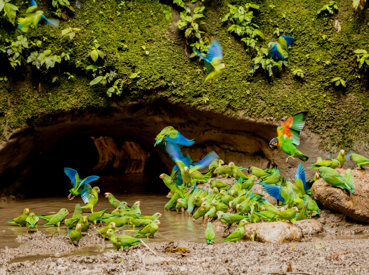 A large group of green and blue parakeets gather around a small water hole near a moss-covered rock wall. Some are perched on rocks, others are flying or taking off from the ground.