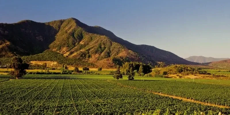 Rows of green vineyards stretching to the foot of a sunlit mountain in the Colchagua Valley.