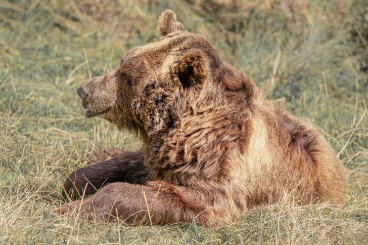 Grizzly bear walking through tall grass in the Alaska wilderness