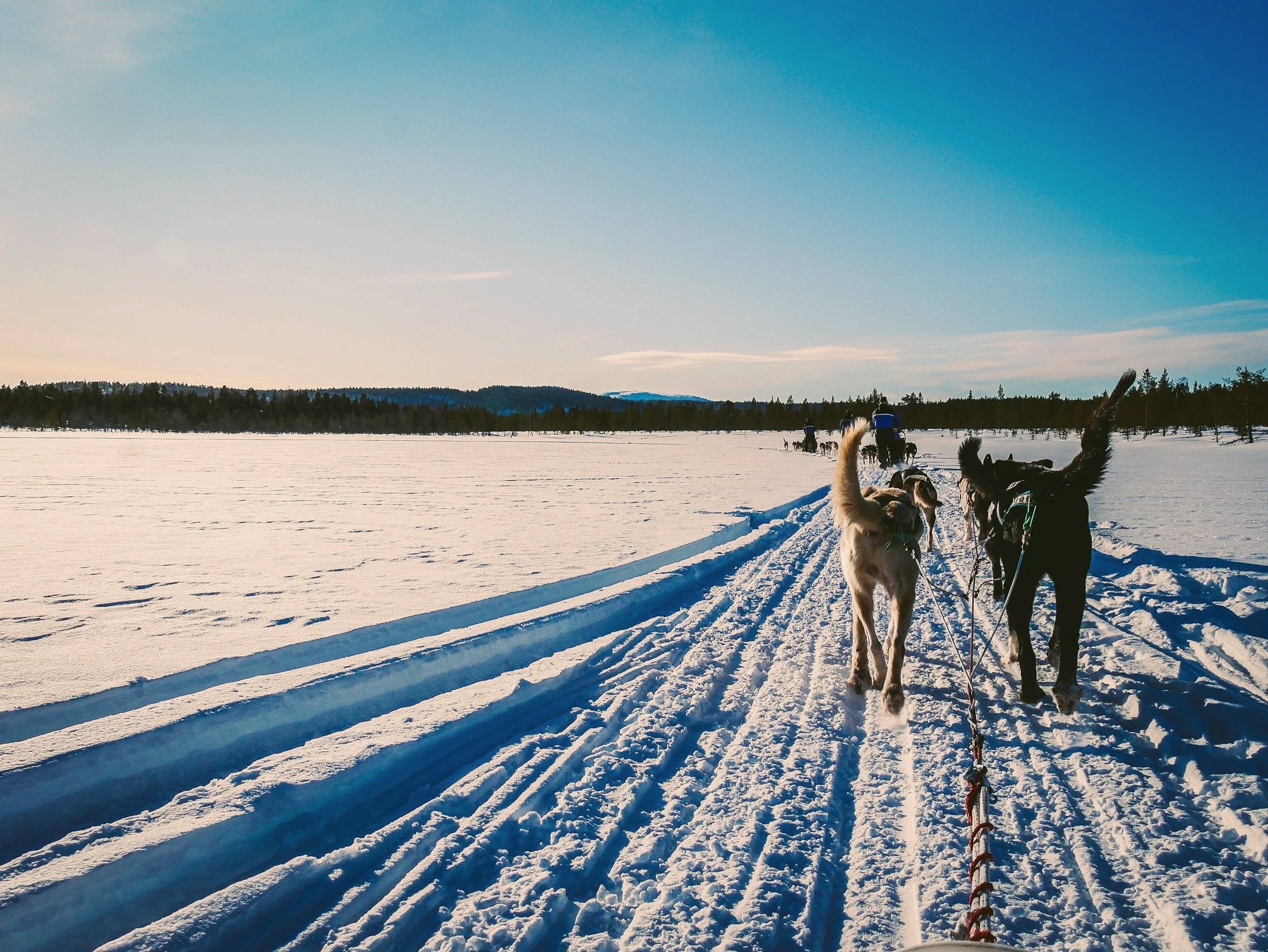 Sled dogs pulling a team across a snowy trail in Alaska