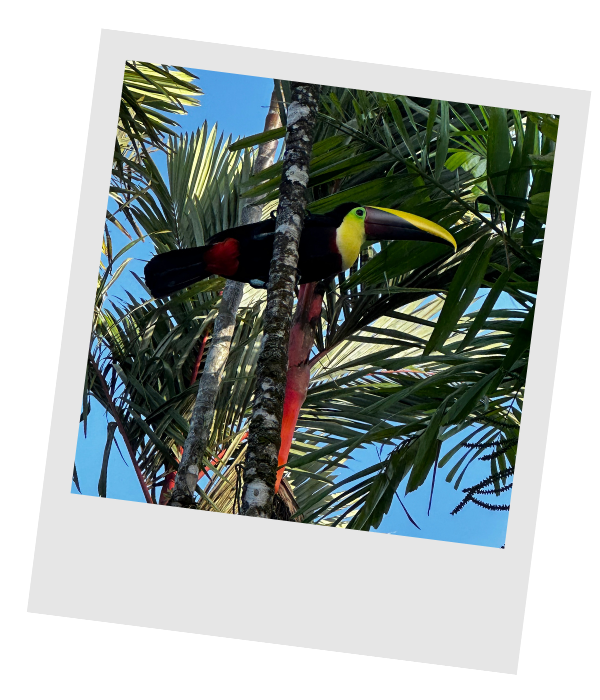 Yellow-throated toucan perched among palm fronds in Tortuguero, Costa Rica