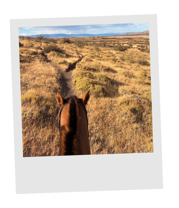 A view between a horse's ears down a narrow trail through golden grassland toward distant mountains.