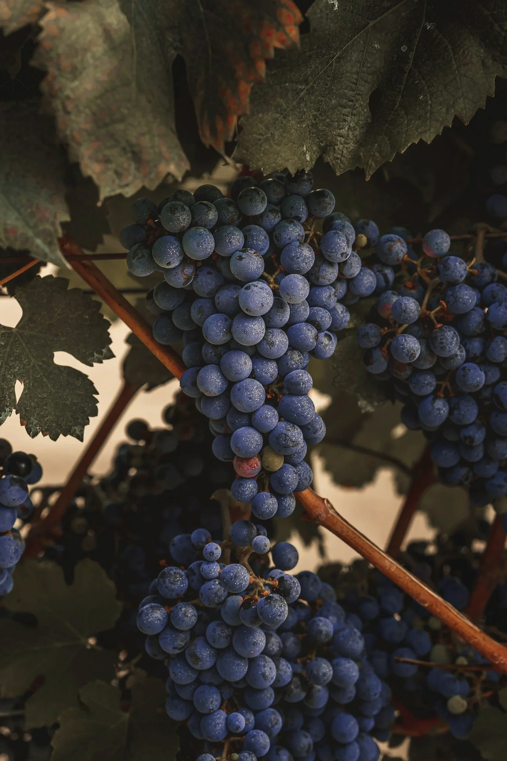 Clusters of ripe, deep purple Malbec grapes hanging on the vine.