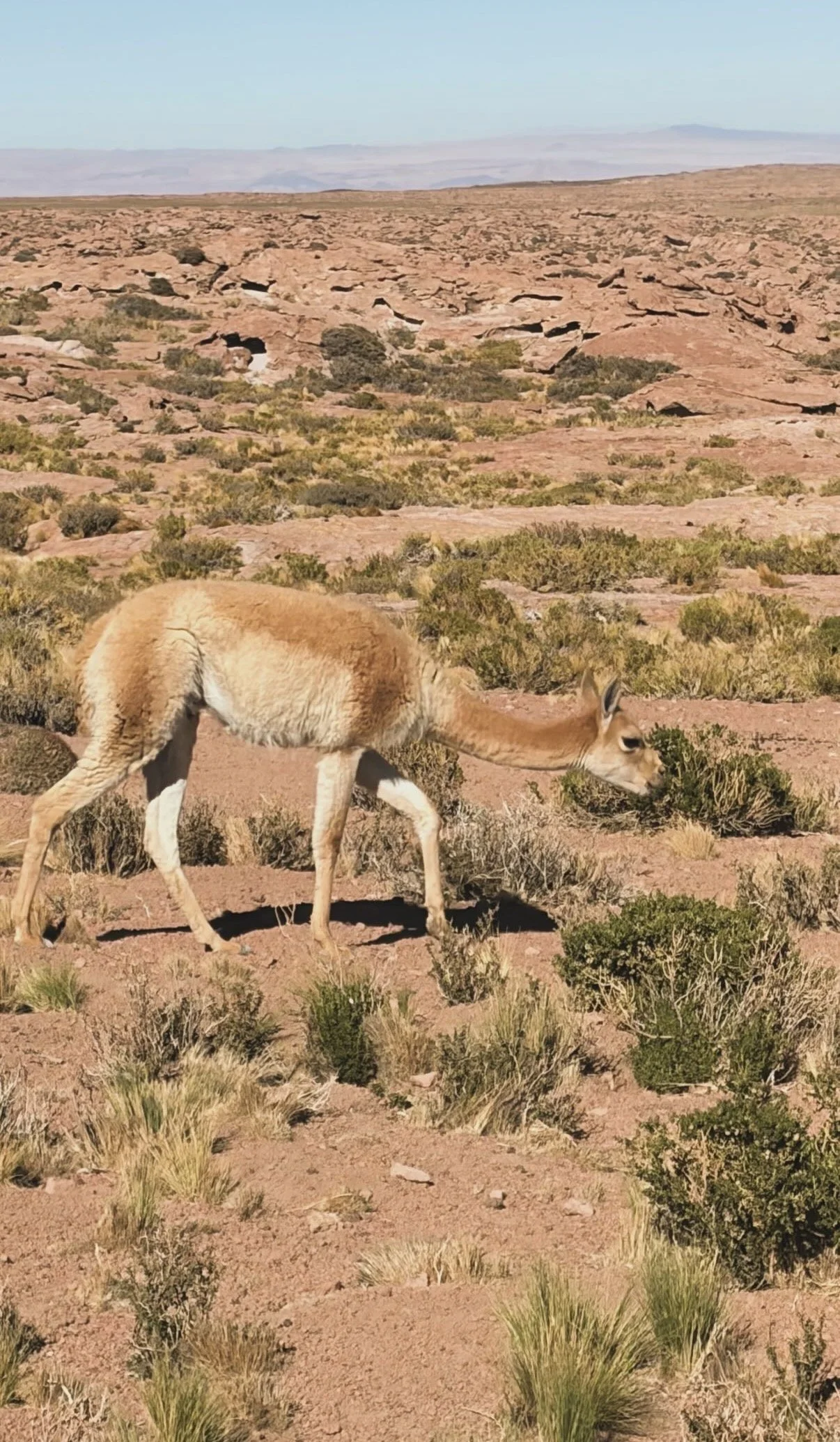 A vicuña grazing among desert shrubs on the red earth of the Atacama altiplano.